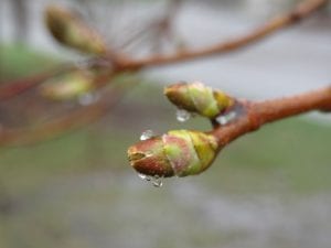 Rain drops cling to tree leaf buds in Johnston Rhode Island. Photo by Lydia Rogers